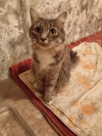 Отдам кошку в добрые руки