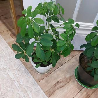 Комнатный цветок