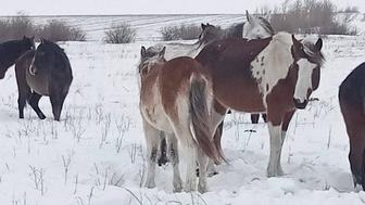 Продам кобылу и жеребчика можно по отдельности