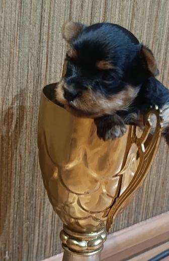 Мини девочка Йоркширского терьера.Куколка .