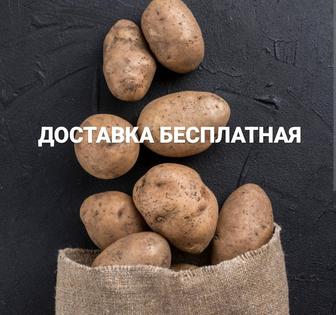 Продам картофель Доставка бесплатная