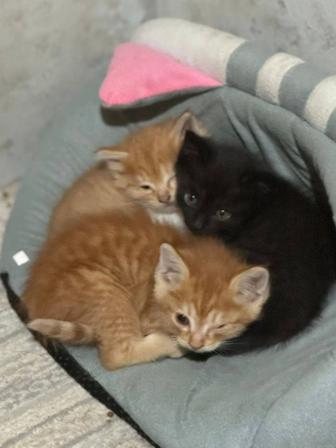 Отдам котят