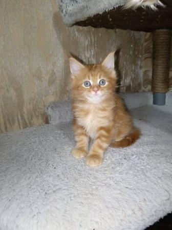 Котята мейн кун мейкун