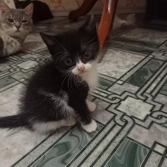 Отдам в добрые руки котенка мальчика