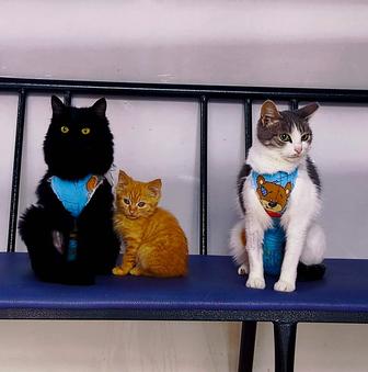 Ветеринарные услуги