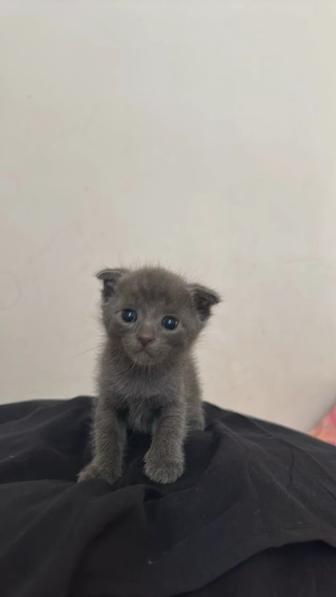 Котята
