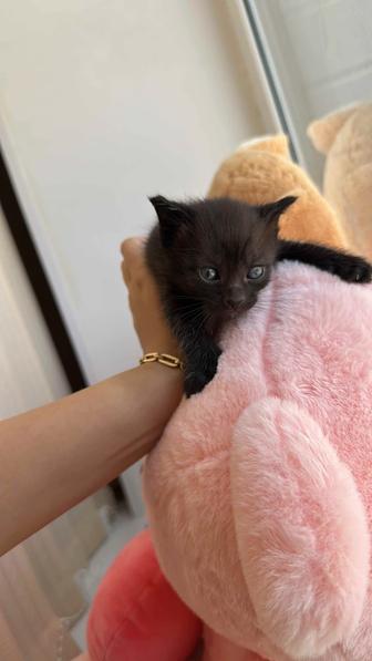 Котята