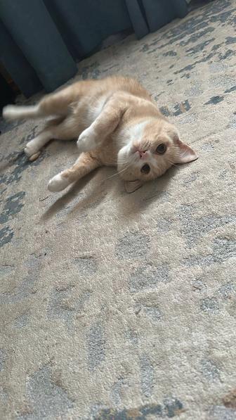 Отдадим ласкового котика в добрые руки