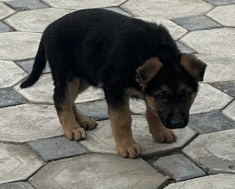 Щенки Немецкой Овчарки