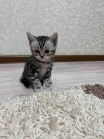 Продам породистых котят