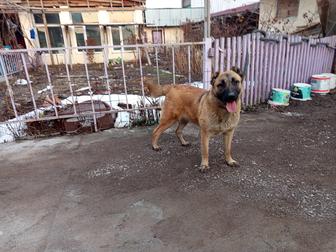 Девочка тобета 8 месяцев