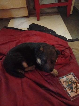 Продам щенки