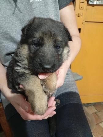 Продам щенки