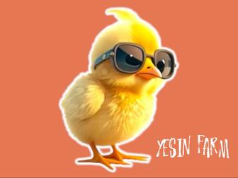 Инкубационные яйца бройлера арбор айкрес для фермерских хозяйств