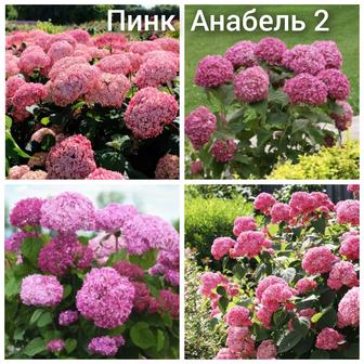 Садовая гортензия цветущий кустарник