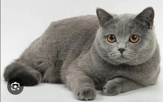 Британская короткошёрстая