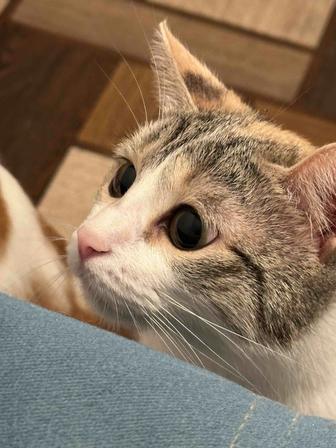 Кошка ищет дом