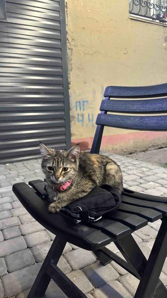 Отдаем кошку