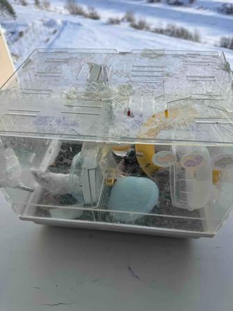 Хомячок бесплатно