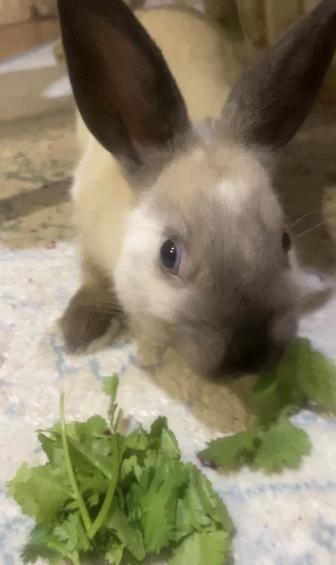 Продам кролика