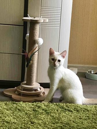 Пристраиваем котенка