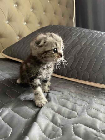 котенок породистый