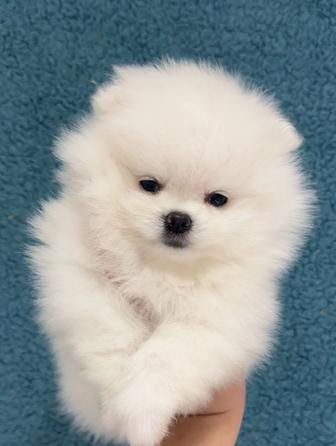 Шикарный медвежонок