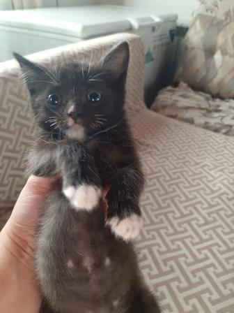 Котята В хорошие руки