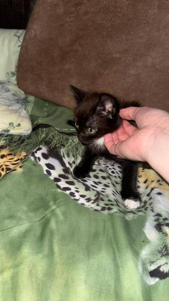 Котята В хорошие руки.. ПИШИТЕ.