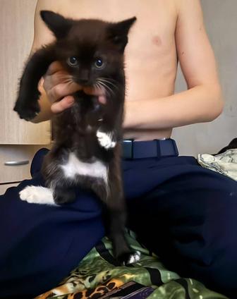 Котята В хорошие руки..