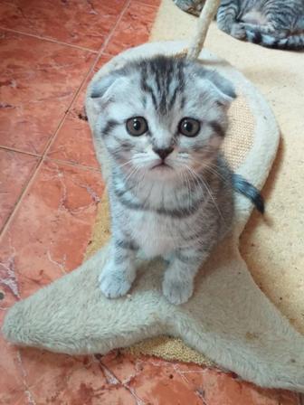 Шотландские котята