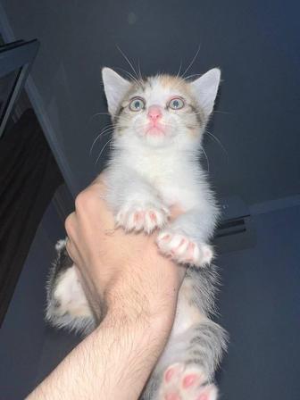 Котята ищут дом
