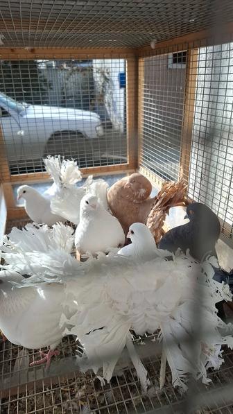 Продам голубей декаротивных породы Павлин