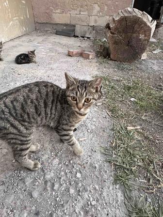 Котята