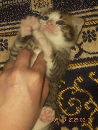Кошка
