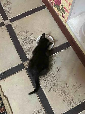 Отдам котенка в хорошие руки!
