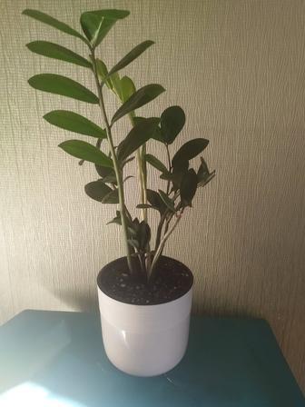 Продам замиокулькас с горшком