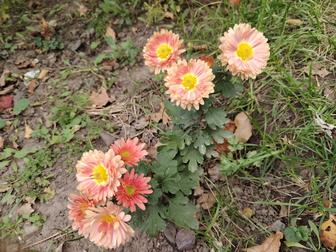 Уборка домов и квартир