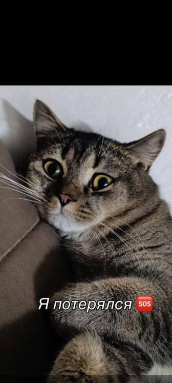 Потерялся кот