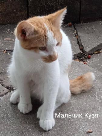 Отдам котят