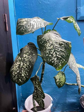 Продам диффенбахию