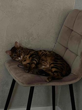 Ищем кота Бенгала по кличке Шерхан