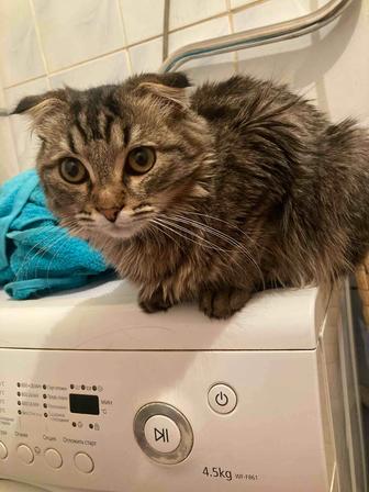 Кот шотландский вислоухий приглашает на вязку кошек.