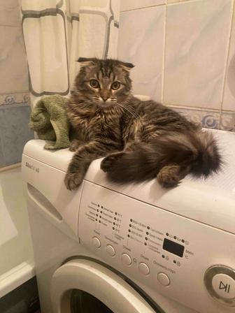 Кот шотландский вислоухий приглашает на вязку кошек.