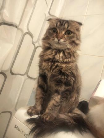 Кот шотландский вислоухий приглашает на вязку кошек.