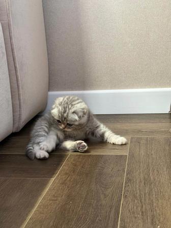 Вислоухий котенок шотландский