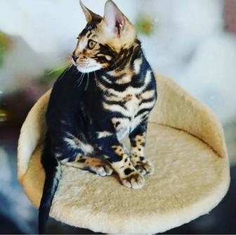 Бенгал Вязка