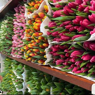 тюльпаны Астана левый берег мангилик ел