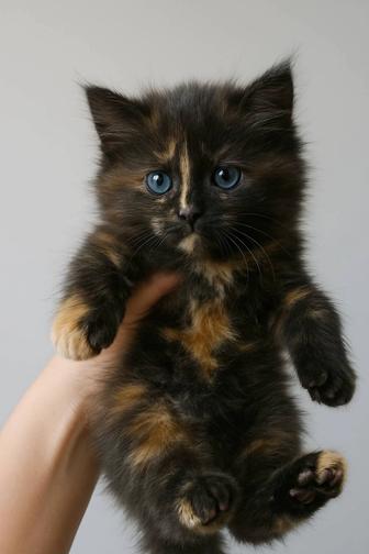 Малышка котенок