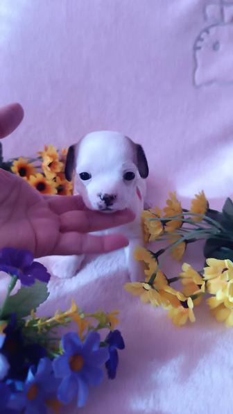 Чихуахуа щенок девочка